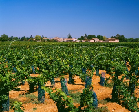 Vineyards at Barsac Gironde France  Sauternes  Bordeaux