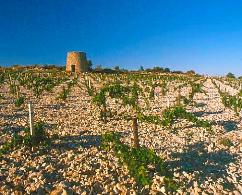 Muscat vineyard on limestone soil at   StJeandeMinervois Hrault France   AC Muscat de StJeandeMinervois