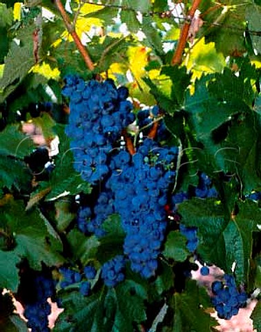Egiodola grapes