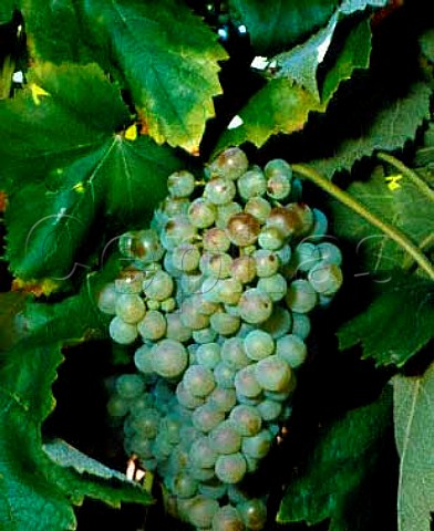 Macabeo grapes known as Viura in Spain