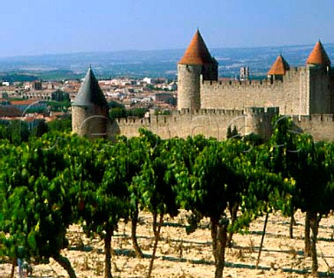Vineyards around La Cit the old part of   Carcassonne Aude France