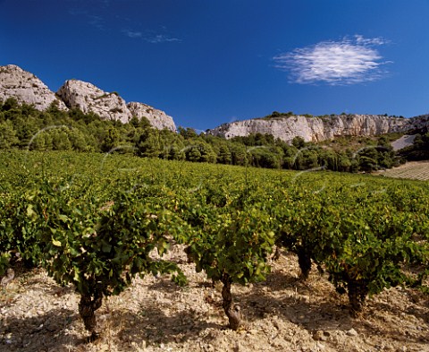 Vineyard on La Clape a limestone massif between  Narbonne and the sea Aude France  Coteaux du Languedoc La Clape