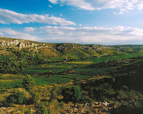 Vineyards in the Verdouble valley near Paziols   Aude France     AC Fitou