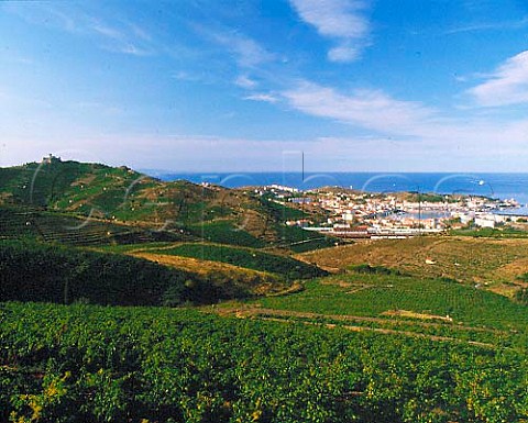 Vineyards on the hills surrounding PortVendres   PyrnesOrientales France     Collioure  VDN Banyuls