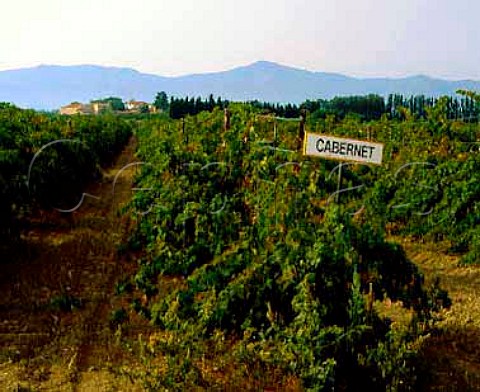 Cabernet Sauvignon vineyard of Mas Chichet Elne PyrnesOrientales France Vin de Pays des Ctes Catalanes