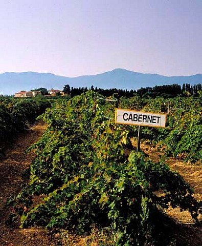 Cabernet Sauvignon vineyard of Mas Chichet Elne PyrnesOrientales France  Vin de Pays des Ctes Catalanes