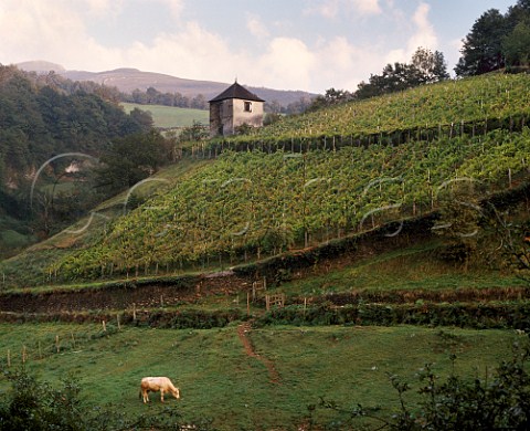 Vineyard in the foothills of the Pyrenees near  StJeanPieddePort PyrenesAtlantiques France  AC Iroulguy
