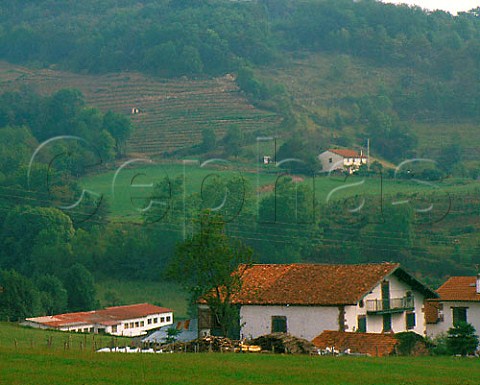 Vineyards in the foothills of the Pyrenees at   Iroulguy PyrnesAtlantiques France     Iroulguy