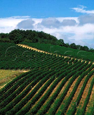 Vineyards near Lembeye PyrnesAtlantiques   France     AC Madiran
