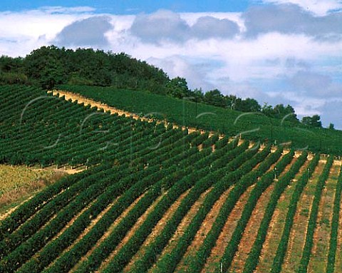 Vineyards near Lembeye PyrnesAtlantiques   France    AC Madiran