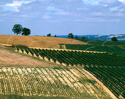 Vineyards near Monpzat PyrnesAtlantiques   France    AC Madiran