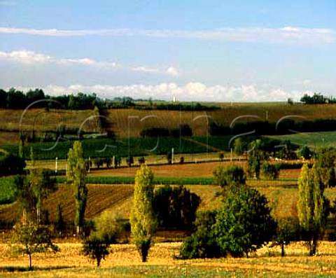 Vineyards near Condom Gers France Armagnac