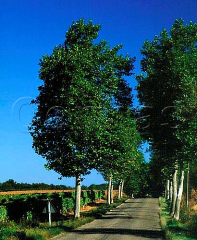 Avenue of plane trees through the vineyards near   Auze Gers France    BasArmagnac