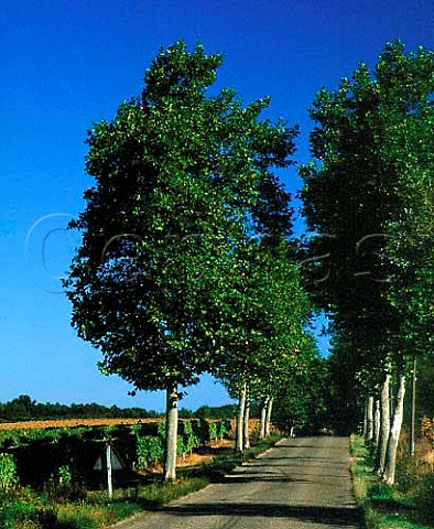 Avenue of plane trees through the vineyards near   Auze Gers France    BasArmagnac