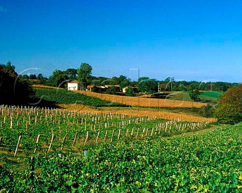 Vineyards near Eauze Gers France   AC BasArmagnac