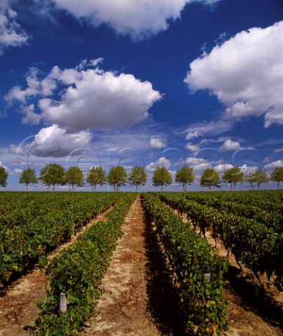 Vineyards of Chteau Pierron with avenue of plane  trees beyond  Nrac LotetGaronne France   Buzet