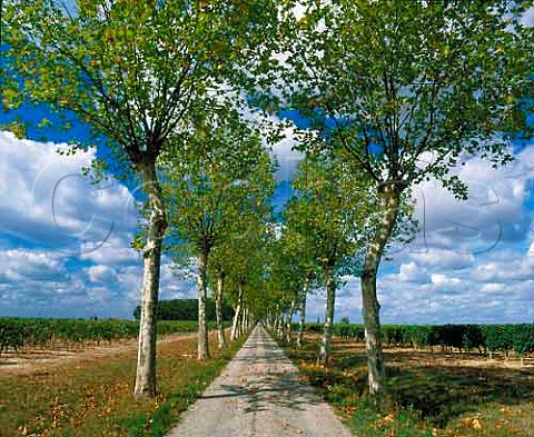 Avenue of plane trees leading to Chteau Pierron   Nrac LotetGaronne France   Buzet