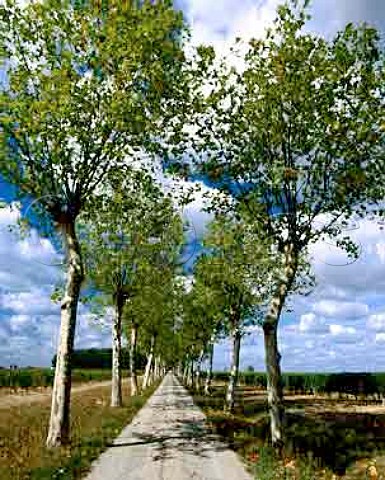 Avenue of plane trees leading to Chteau Pierron   Nrac LotetGaronne France     AC Ctes de Buzet
