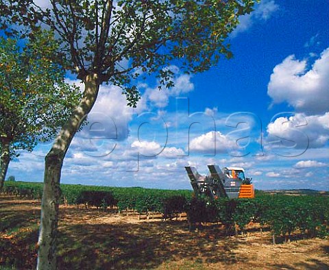 Machine harvesting of Cabernet Sauvignon grapes in   vineyard of Chteau Pierron Nrac LotetGaronne   France   Buzet