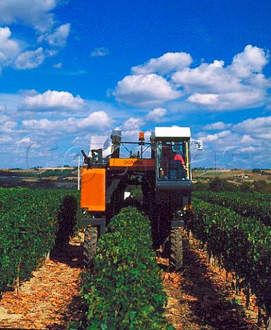 Machine harvesting of Cabernet Sauvignon grapes in   vineyard of Chteau Pierron Nrac LotetGaronne   France   Buzet