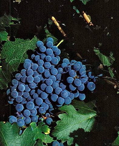 Cabernet Sauvignon grapes Chteau la Jaubertie  Bergerac Dordogne France