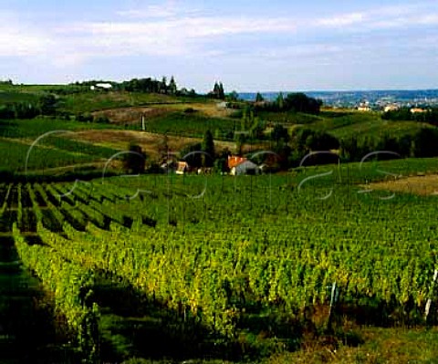 Vineyards near Monbazillac Dordogne France    Monbazillac  Bergerac