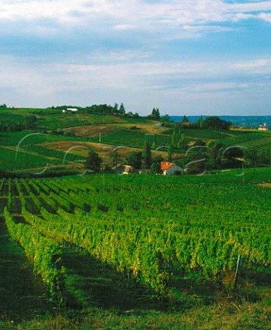 Vineyards near Monbazillac Dordogne France   Monbazillac  Bergerac