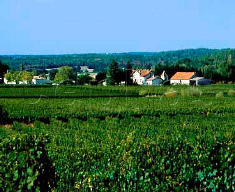 Vineyards near BonnevilleetSaintAvitdeFumadires Dordogne France Ctes de Montravel  Bergerac