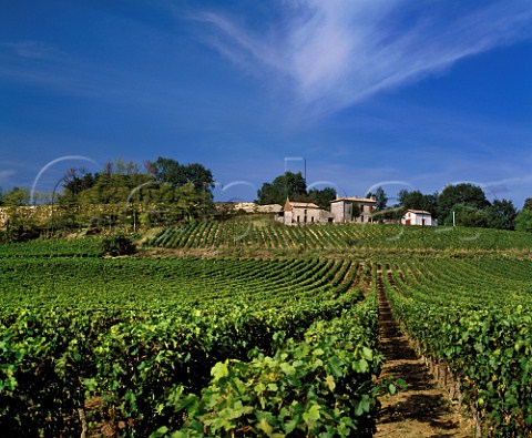 Vineyards near CastillonlaBataille Gironde   France Ctes de Castillon  Bordeaux