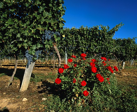 Cabernet Sauvignon vineyard and roses   near Escoussans Gironde France EntreDeuxMers  Bordeaux