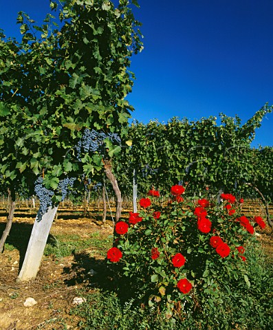 Cabernet Sauvignon vineyard and rose bush  Escoussans Gironde France EntreDeuxMers  Bordeaux