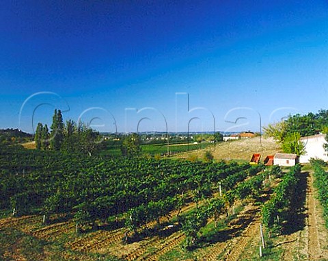 Vineyards at StJeandeBlaignac Gironde France   EntreDeuxMers  Bordeaux