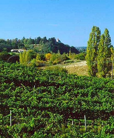 Vineyards at StJeandeBlaignac Gironde France    EntreDeuxMers  Bordeaux