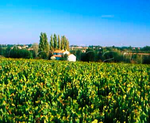 Vineyards of Domaine des Bourdonneaux   near Clisson LoireAtlantique France   AC Muscadet de SvreetMaine