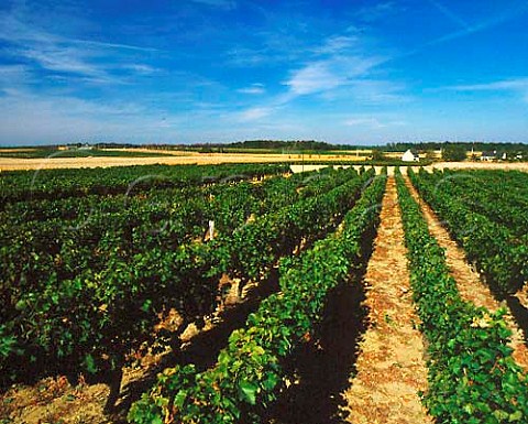 Vineyards at Les Ulmes near Saumur MaineetLoire   France   AC Saumur