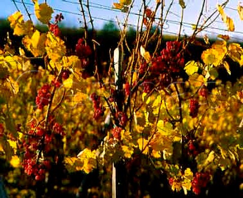 Gewurztraminer grapes left on the vines until   November for Vendange Tardive wine late harvest    Katzenthal Alsace