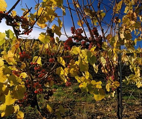 Gewurztraminer grapes left on the vines until   November for Vendange Tardive wine late harvest    Katzenthal HautRhin France   Alsace