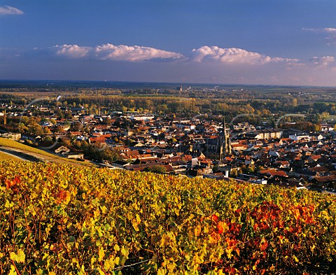 Autumnal Pinot Noir vineyards above Ay Marne France Montagne de Reims  Champagne