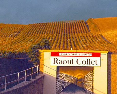 Autumnal Pinot Noir vineyards behind cellar entrance   of Champagne Raoul Collet Ay Marne France