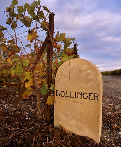 Bollinger marker stone in vineyard at Ay   Marne France    Champagne