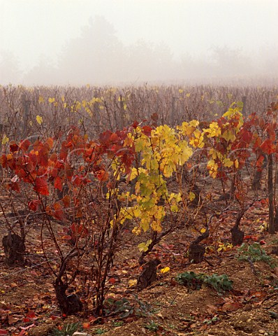 Autumnal vineyard in morning mist at StBrisleVineux Yonne France StBris