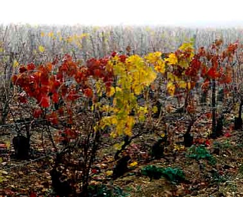 Autumnal vineyard in morning mist at StBrisleVineux Yonne France