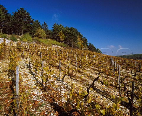 Autumnal Chardonnay vines on the Kimmeridgean Clay soil of Les Clos vineyard Chablis Yonne France      Chablis Grand Cru