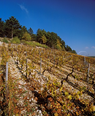Autumnal Chardonnay vines on the Kimmeridgean Clay soil of Les Clos vineyard Chablis Yonne France    Chablis Grand Cru