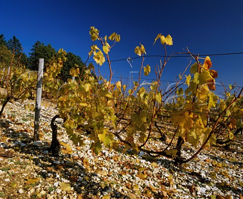 Autumnal Chardonnay vines in the Kimmeridgean clay soil of Les Clos vineyard Chablis Yonne France  Chablis Grand Cru