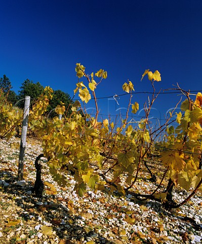 Autumnal Chardonnay vines on the limestone soil Kimmeridgean clay of Les Clos vineyard Chablis Yonne France  Chablis Grand Cru