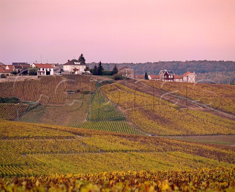 Autumnal Chardonnay vineyards below village of   Cramant on the Cte des Blancs Marne France      Champagne