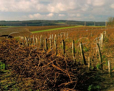 Prunings by vineyard in early January   CharlysurMarne Aisne France  Valle de la   Marne  Champagne