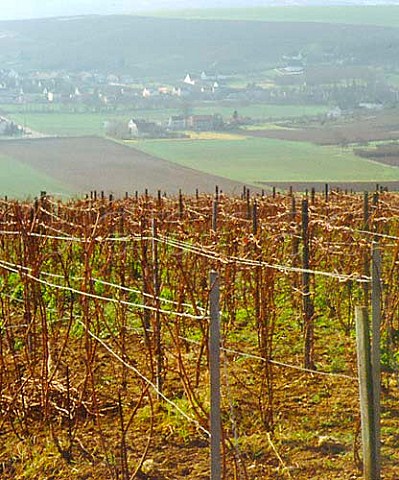 Vineyards in early January above   CharlysurMarne and the Marne valley  Aisne France    Champagne