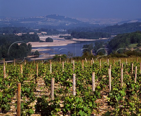 River Loire viewed over vineyard at Les Loges with the hilltop town of Sancerre in the distance  PouillysurLoire Nivre France  PouillyFum